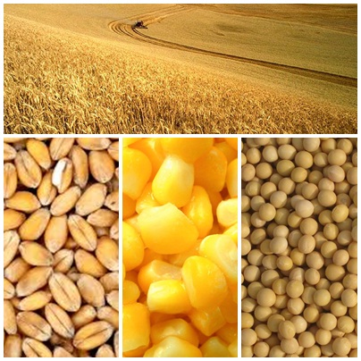 polje psenica kukuruz soja
